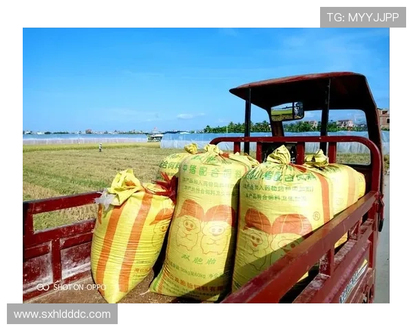 探寻和服之魅背后情感纠葛与时代变迁的唯美传奇剧作风篇 探寻和服之魅背后情感纠葛与时代变迁的唯美传奇剧作风篇