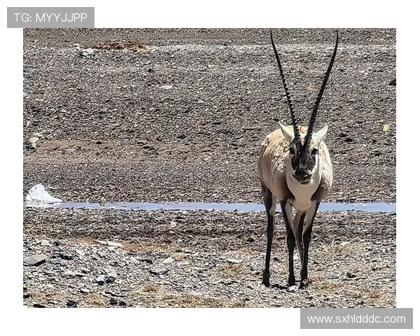 可可西里：天空下的眼泪，藏羚羊的挽歌